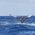 whale_humpback_h_00126_dom2167.jpg